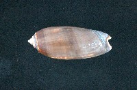 藏品(橙口榧螺)的圖片